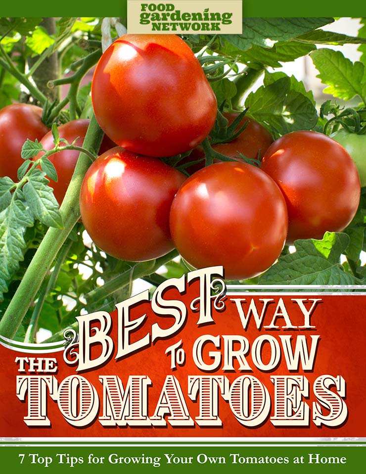 The Best Way to Grow Tomatoes