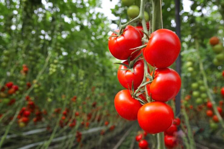 Tomatoes on vine