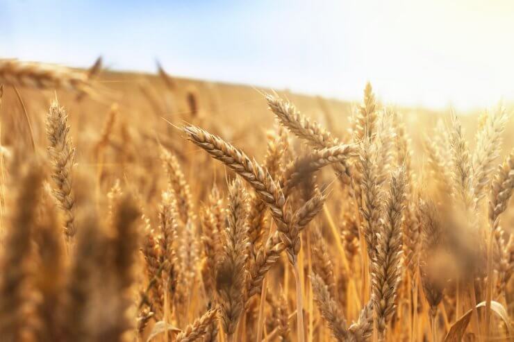 Wheat grown in open ground