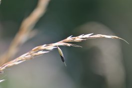 Dealing with Wheat Diseases