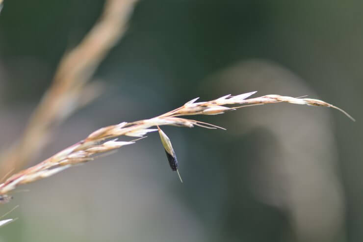 Wheat suffering from ergot disease