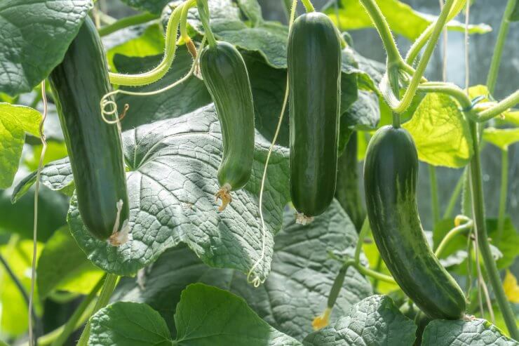 Zucchini plants