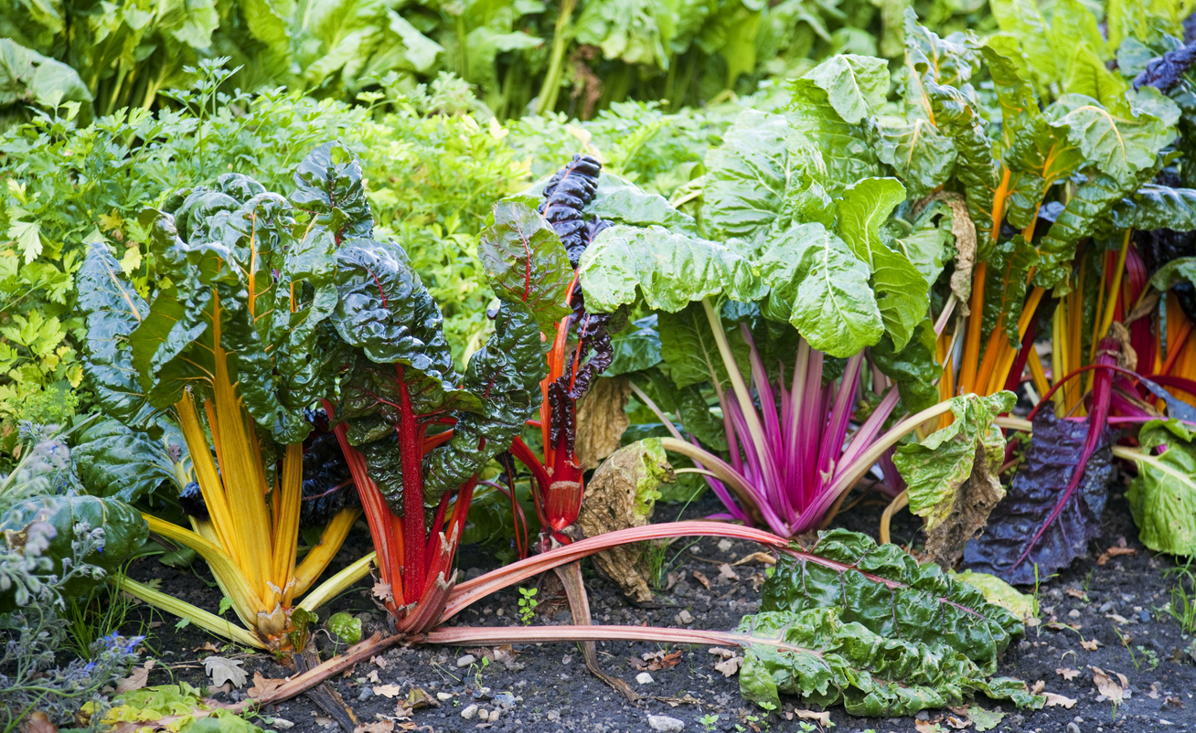  Top Drought-Resistant Veggies for Small Gardens