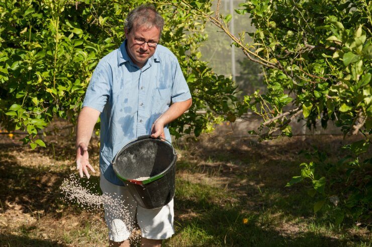A man fertilizing his citrus trees
