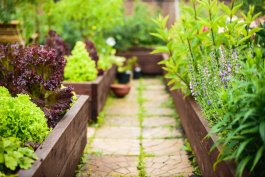 How to Design the Best Garden Layout for Vegetables in Your Yard
