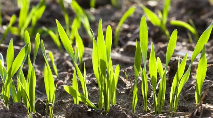 Young wheat plant