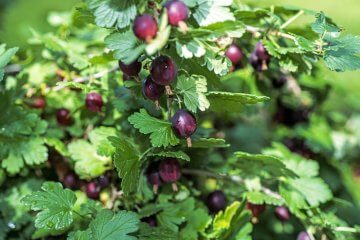 Black Velvet Gooseberry - Food Gardening Network