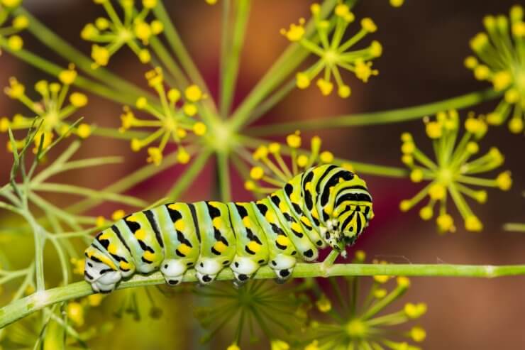 Black swallowtail caterpillar on dill, also known as a Parsley Worm