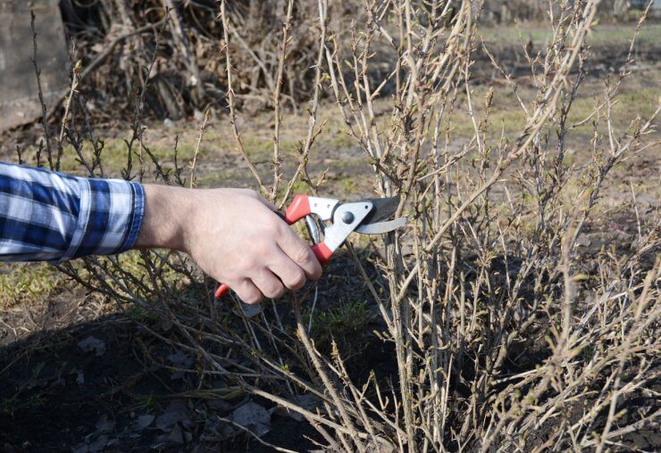 Taking a cutting from an established gooseberry bush
