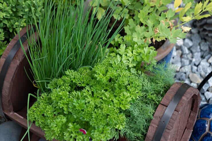 Dill companion planted in a container with other herbs