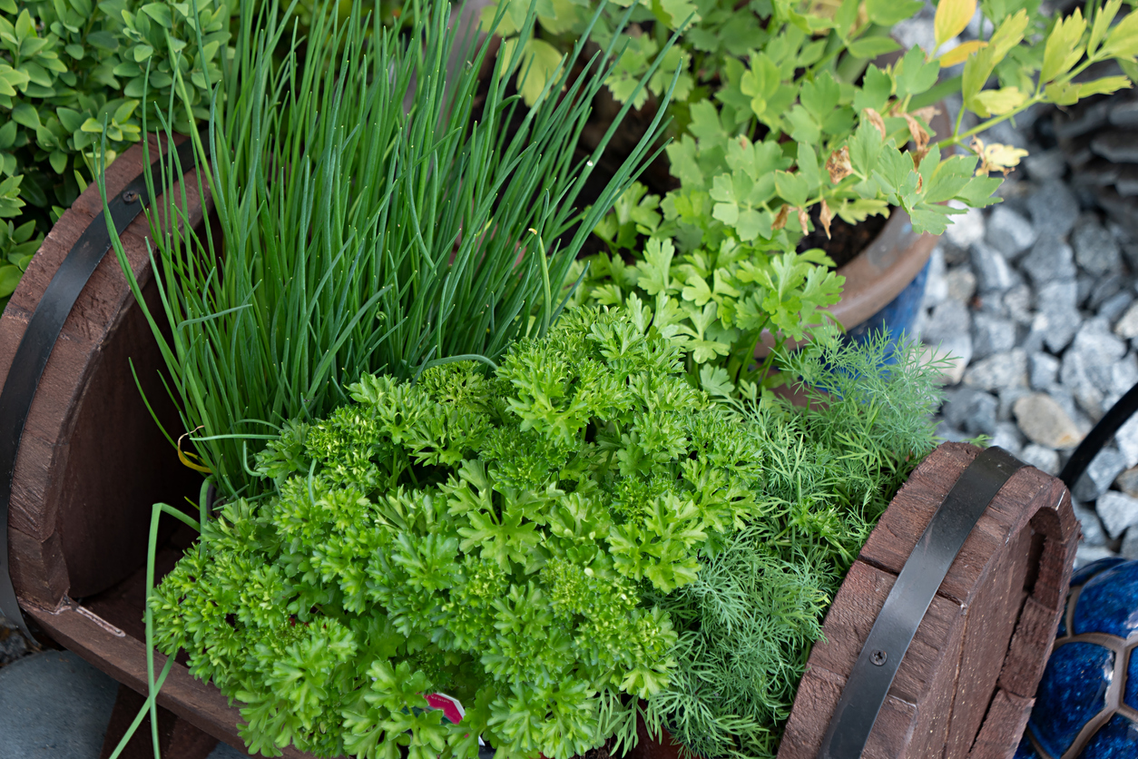 Planting Dill in the Ground - Food Gardening Network