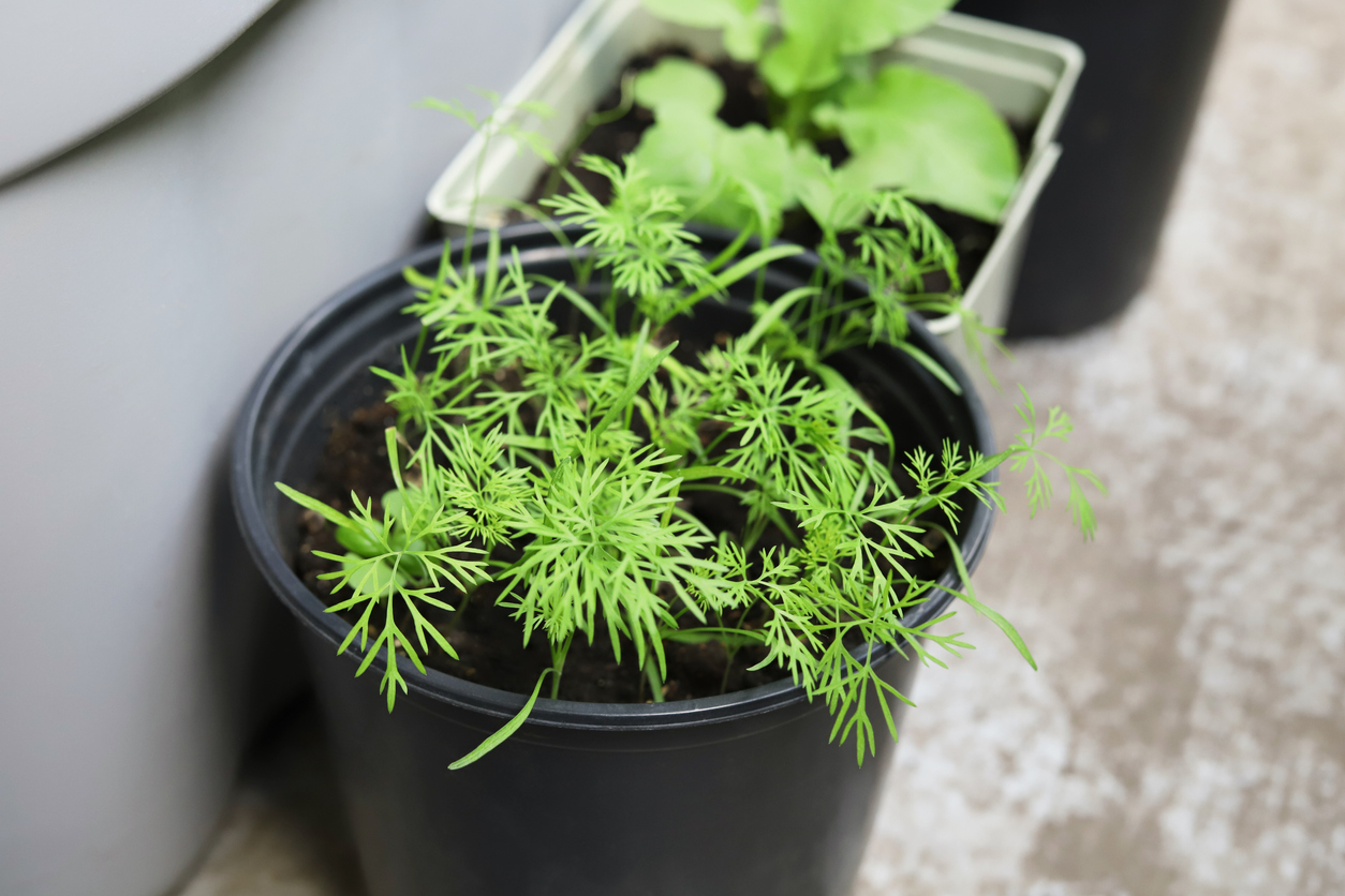 thin dill seedlings