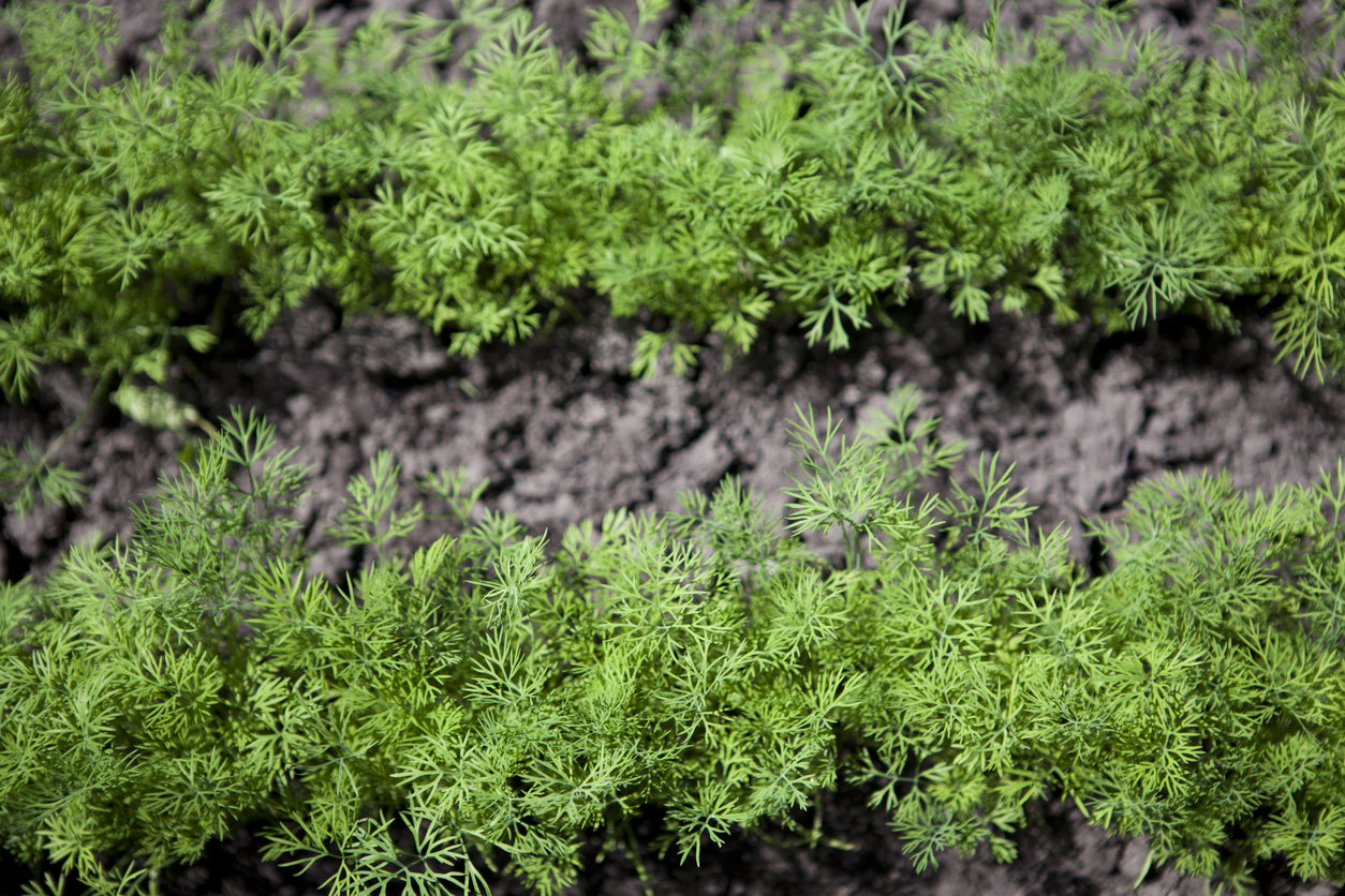 Where to Grow Dill Food Gardening Network