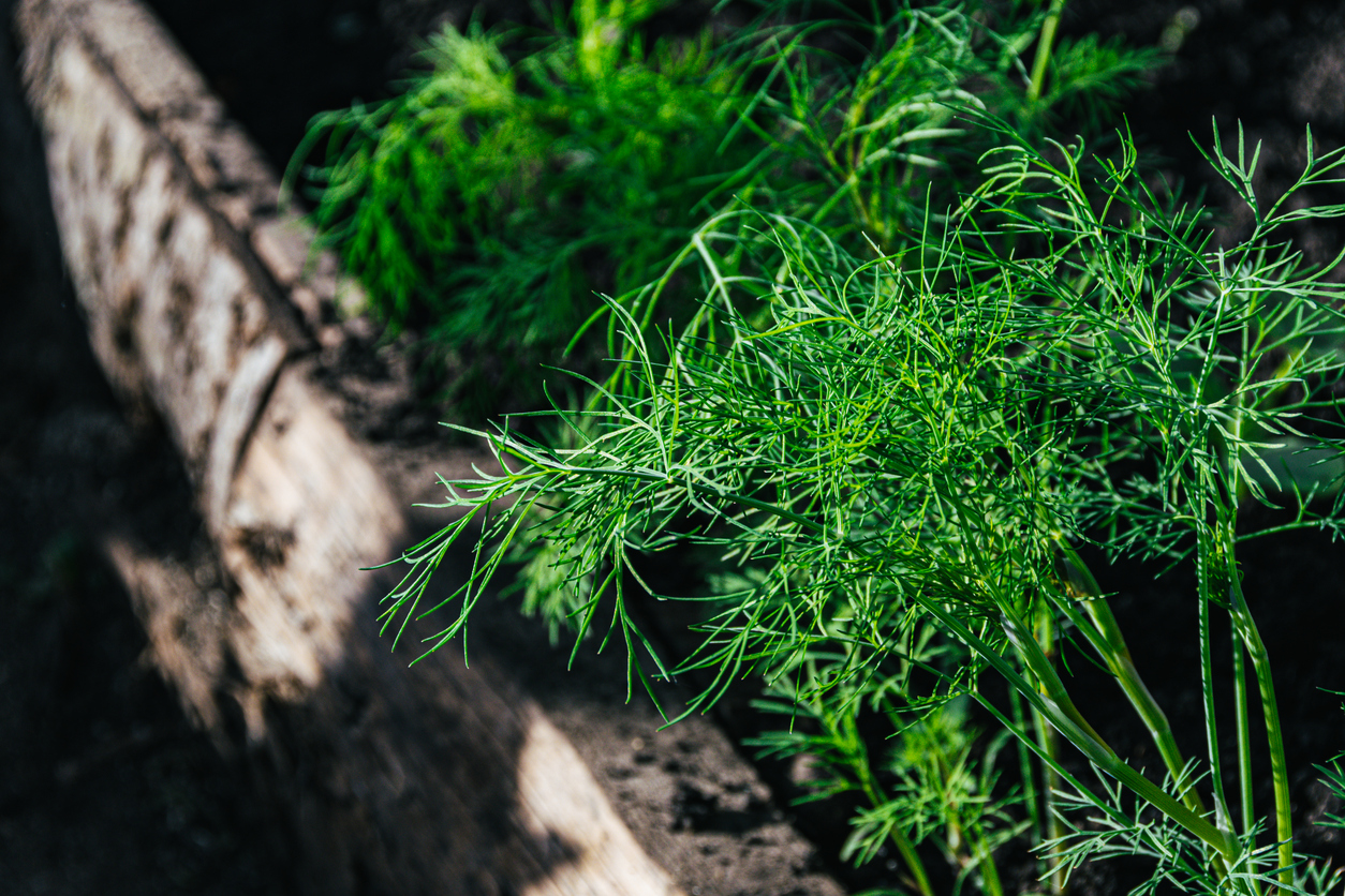 Planting Dill in the Ground - Food Gardening Network