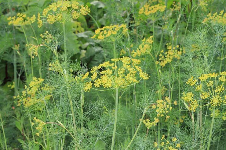 Dill plants