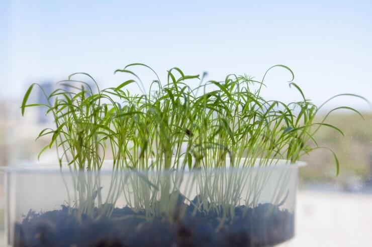 Dill seedlings growing in a windowsill containe