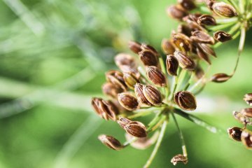 A cluster of ripe dill seeds on a bolted dill plant, ready for harvesting and replanting