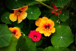 Why and How to Grow Nasturtium in Vegetable Gardens