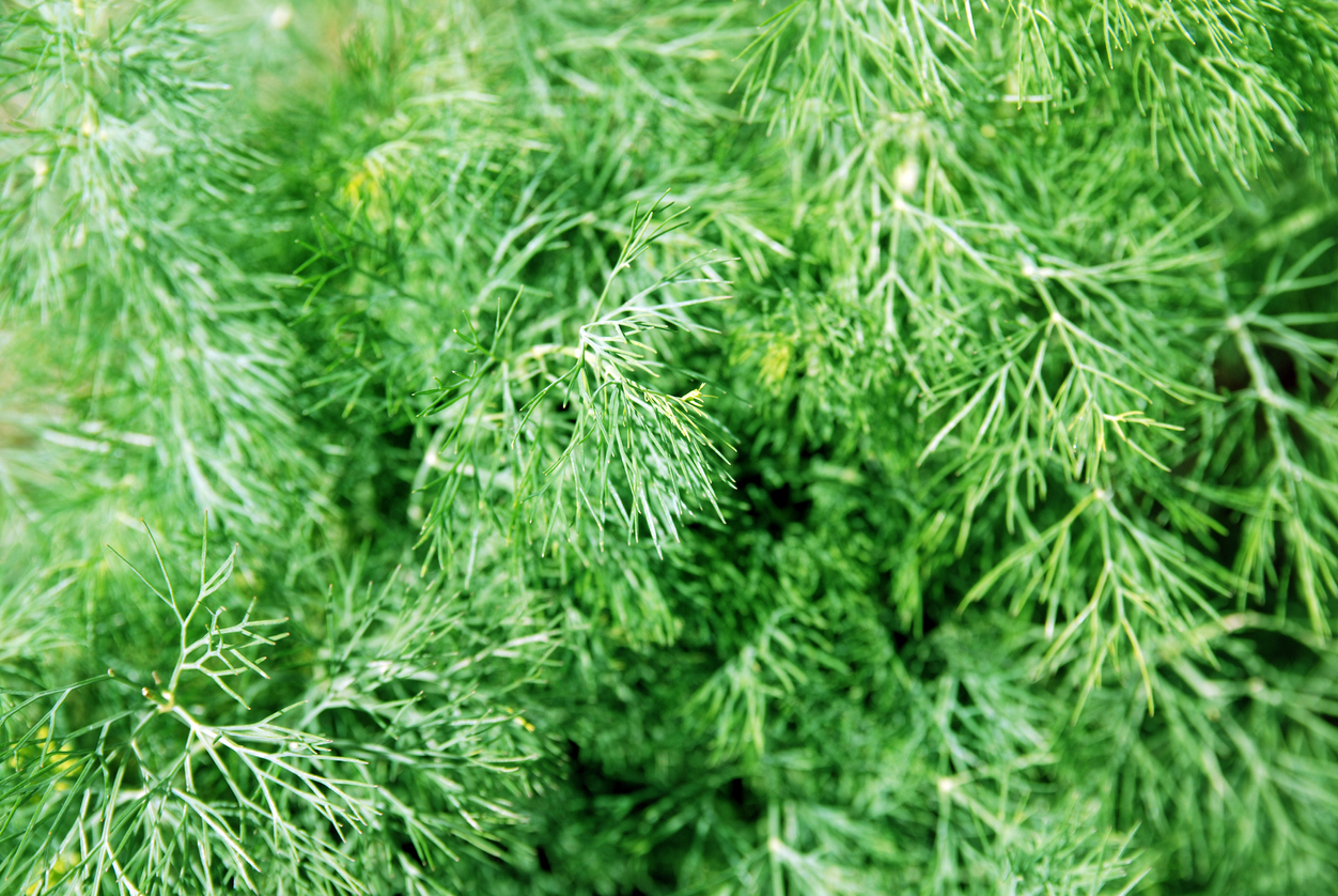 Fernleaf Dill Food Gardening Network