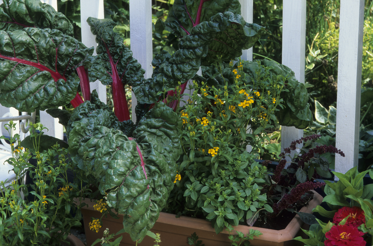 7 Tips for Successfully Growing Vegetables in Window Boxes Food