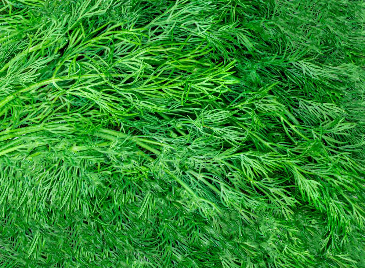 introduction-to-dill-food-gardening-network