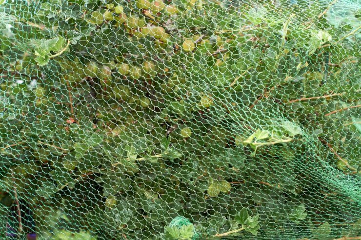 Gooseberries protected by netting to keep out larger wildlife