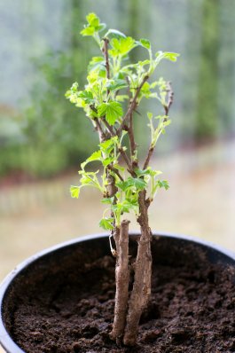 Growing Gooseberry Bushes in Containers