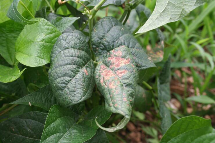 Green bean plant damaged by disease