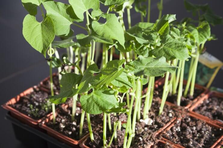 Green bean seedlings