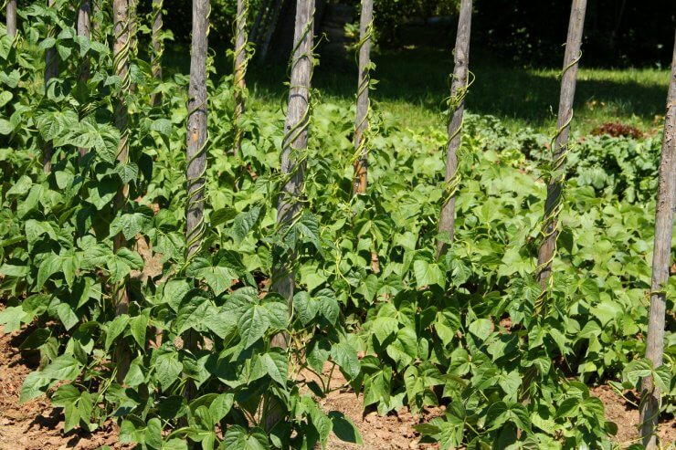 Green bean trellis