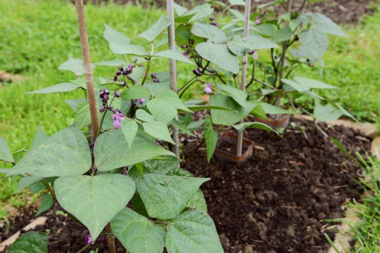 Green beans in open soil