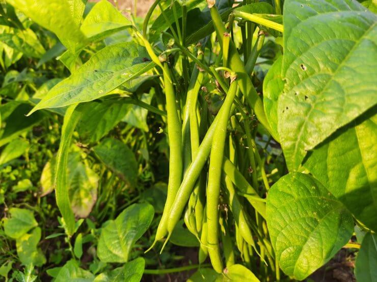 Green beans in the garden