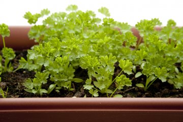 7 Tips for Successfully Growing Vegetables in Window Boxes