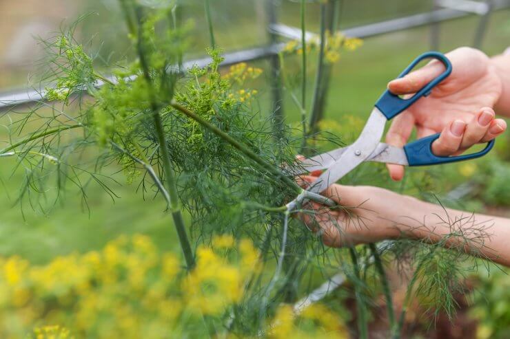 Harvesting dill with shears