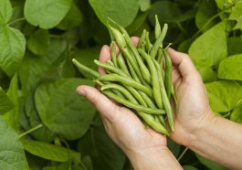 Harvesting your Green Beans