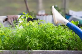 Dealing with Dill Diseases