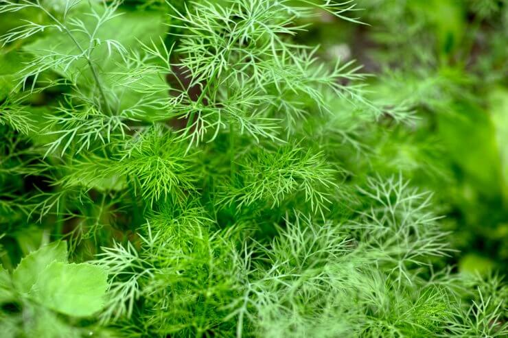 Healthy dill plants