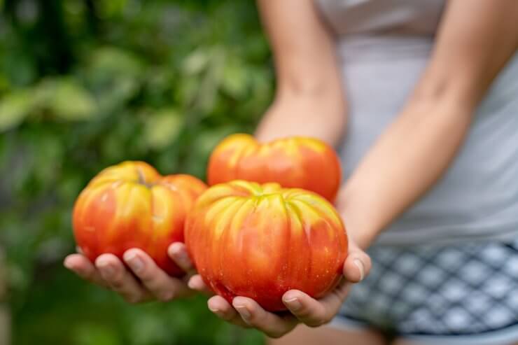 The Riddle of Beefsteak Tomatoes: Is Beefsteak Tomato Hybrid? – FarmerFlints