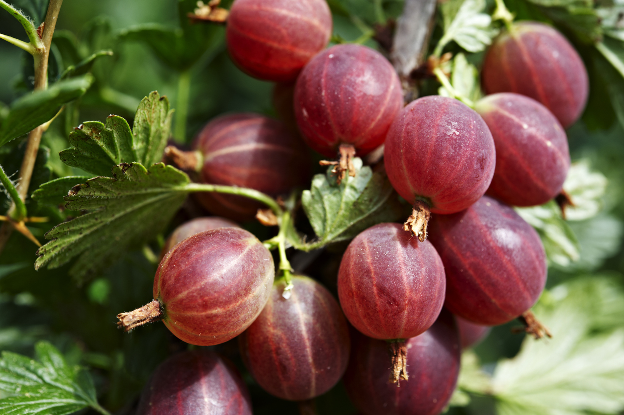 jahn-s-prairie-gooseberry-food-gardening-network