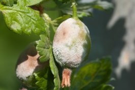 Dealing with Gooseberry Diseases