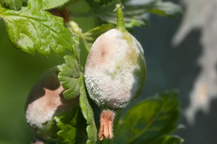 Powdery mildew on gooseberry