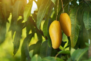 How to Grow Tropical Fruit Plants in Any Zone