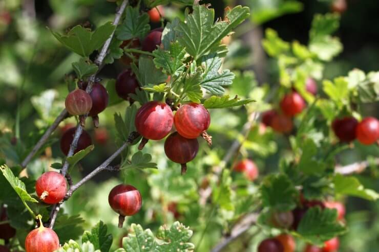 Ripe red gooseberries in the summer