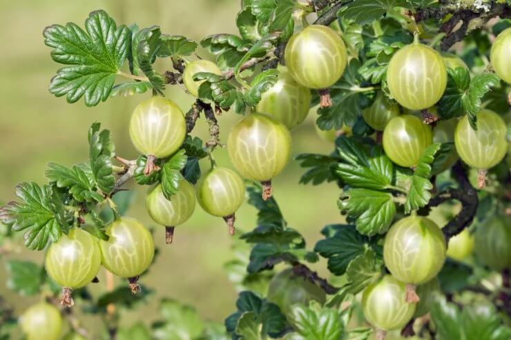 Ripening gooseberries