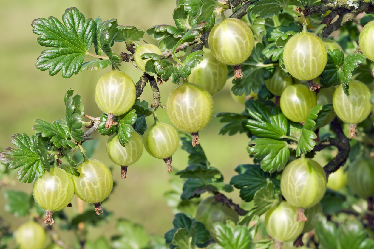 5 Things To Know Before You Start Growing Gooseberries - Food Gardening ...