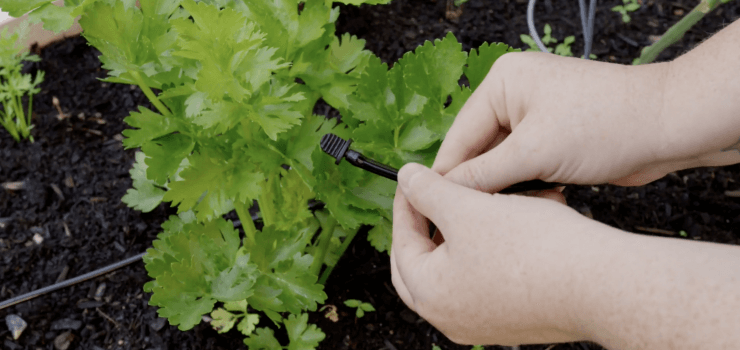 easy DIY drip irrigation system