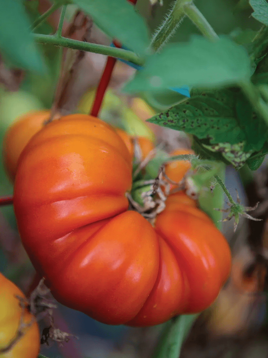 The 15 Best Beefsteak Tomatoes To Grow in 2022 Food Gardening Network