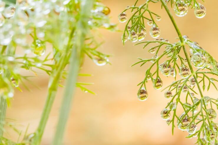 Water droplets on dill plant