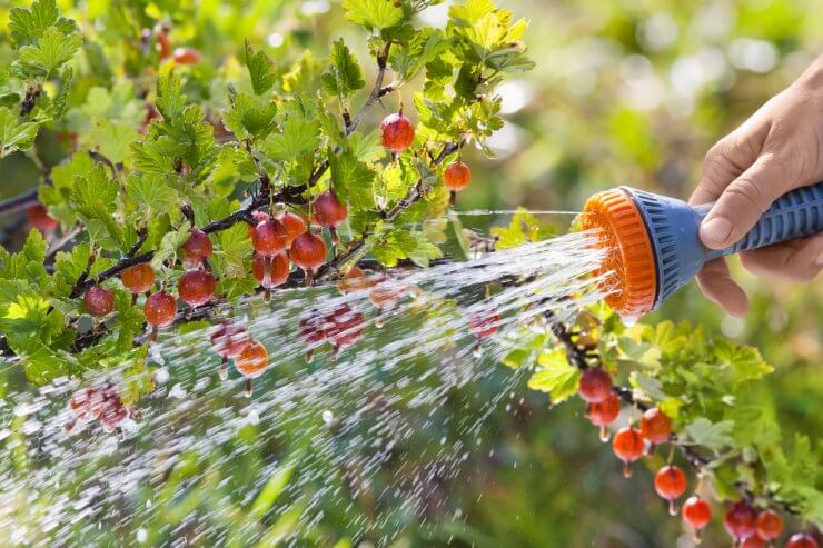 Watering a gooseberry bush