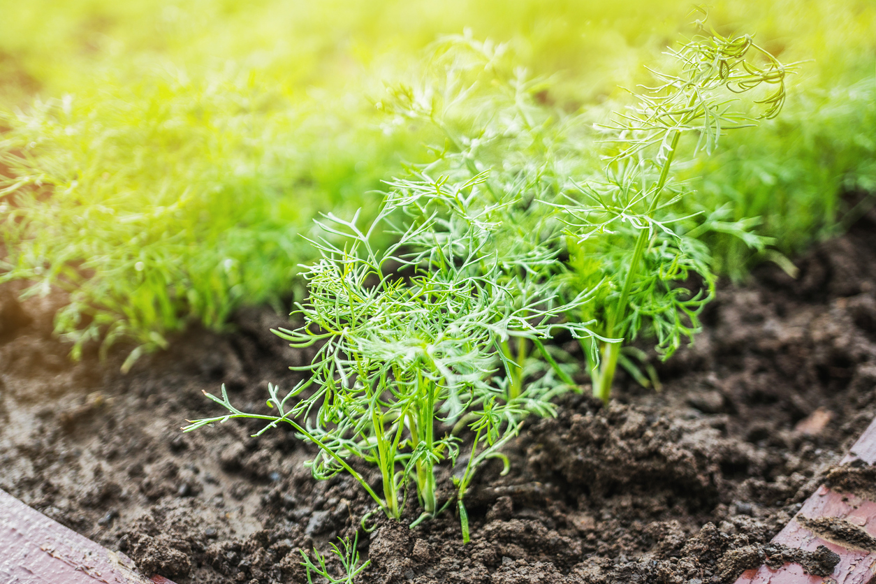 Where to Grow Dill Food Gardening Network